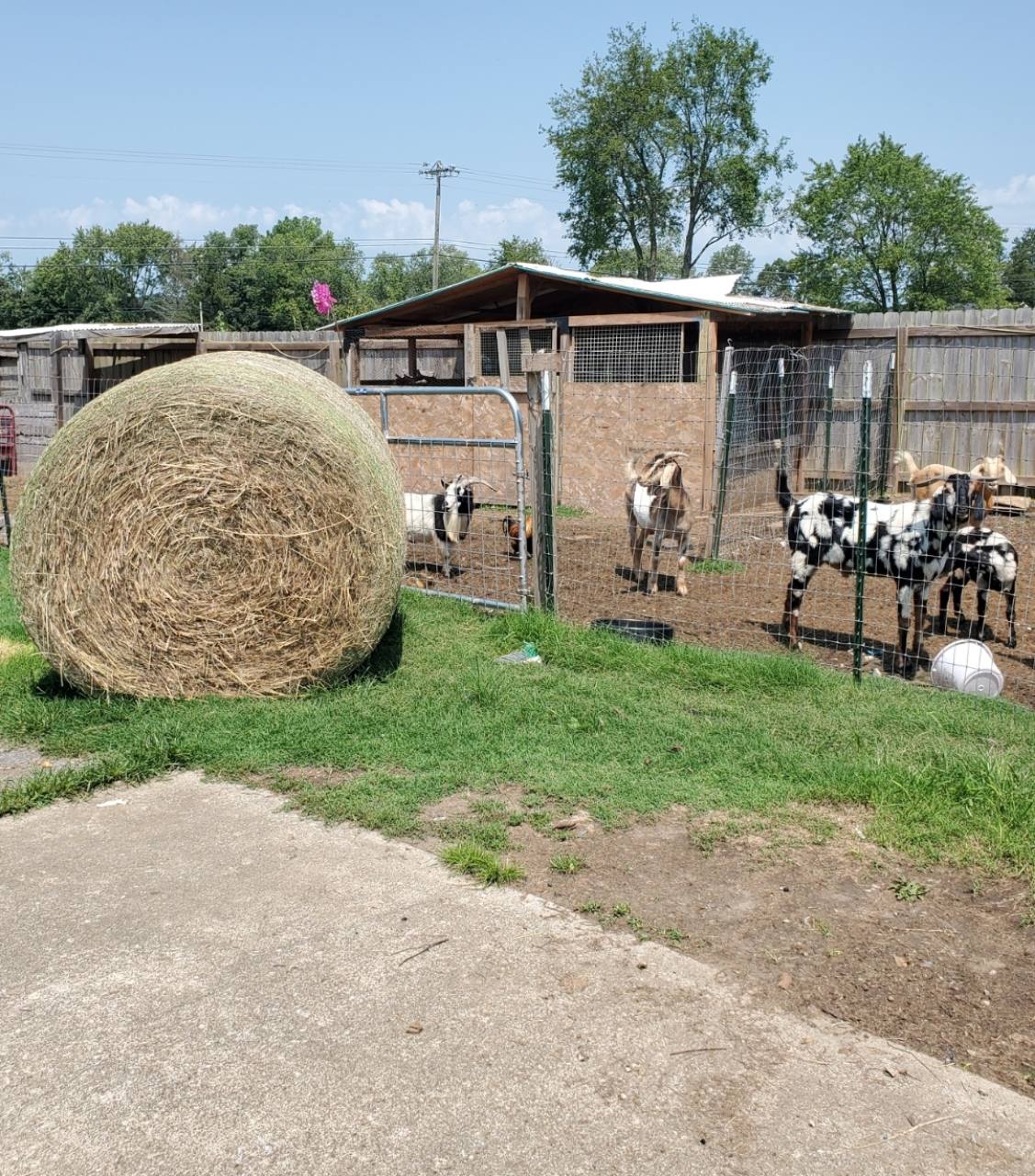 Goats at Mountain Step Ranch beside a hay bale and farm shelter